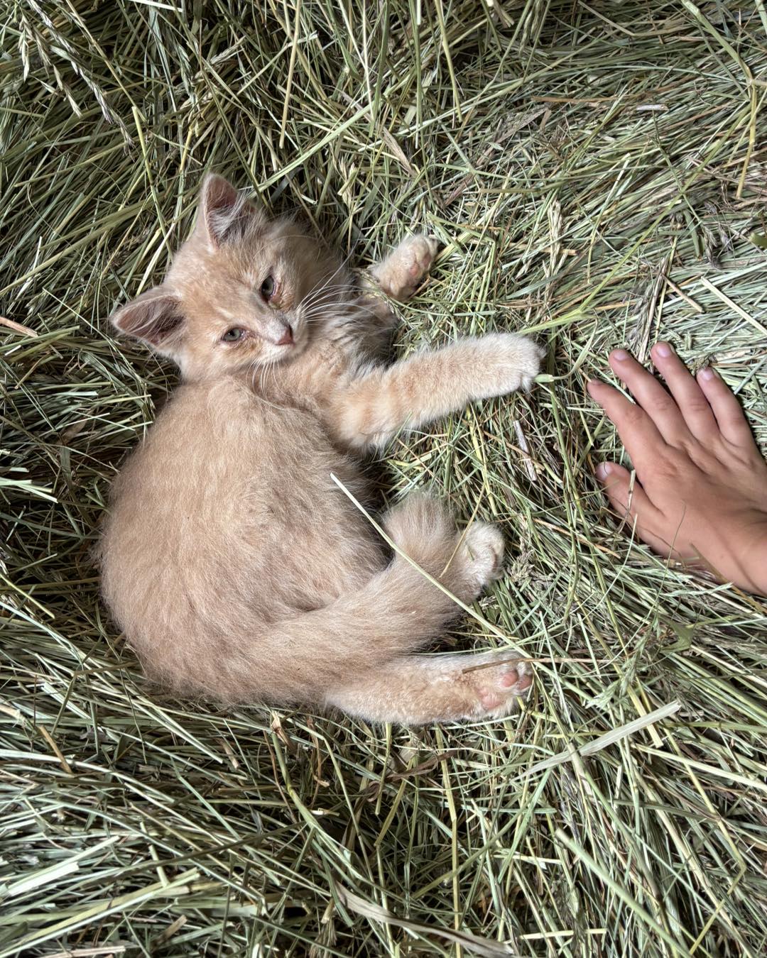 accessing barn cat with hand