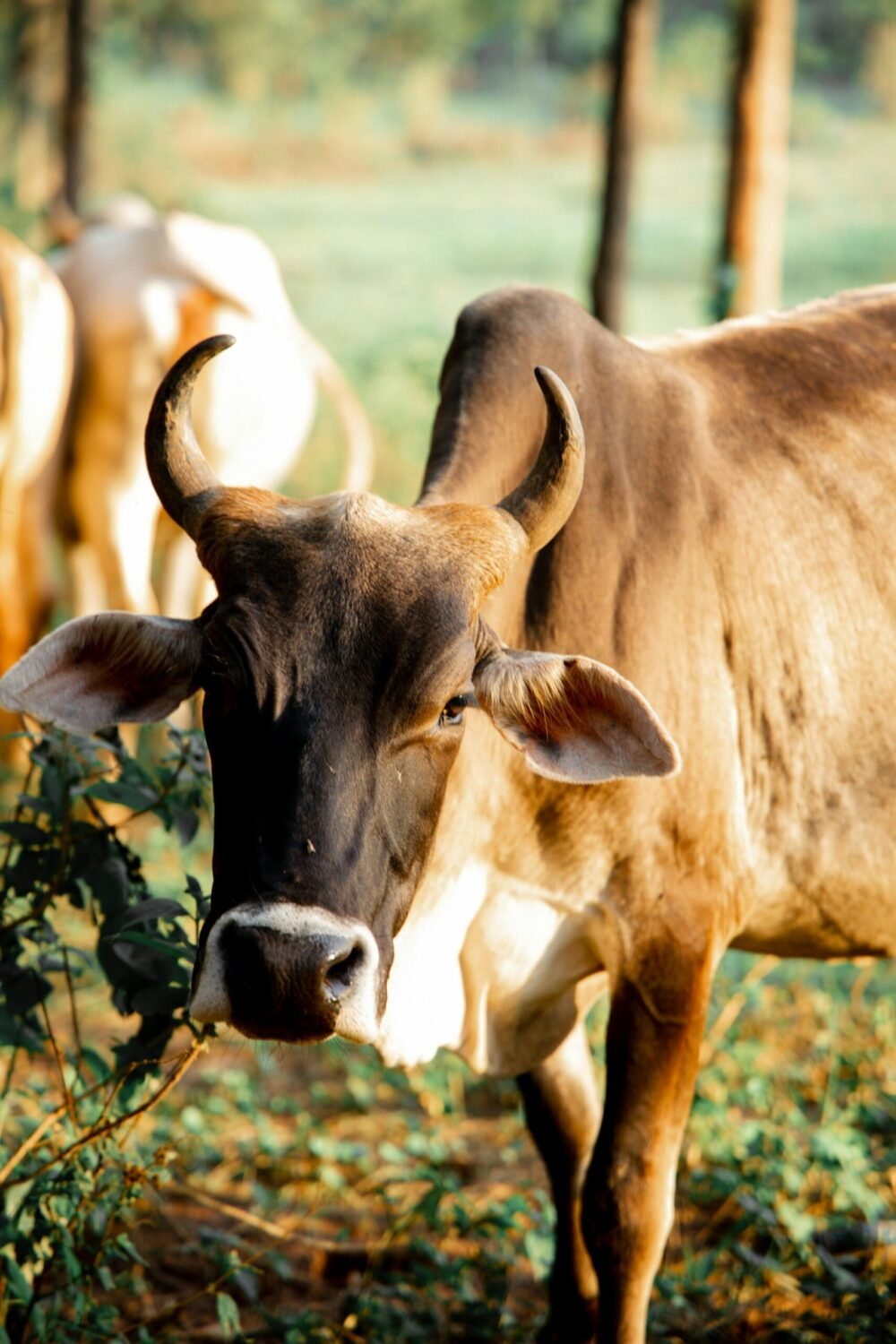 american brahman cattle