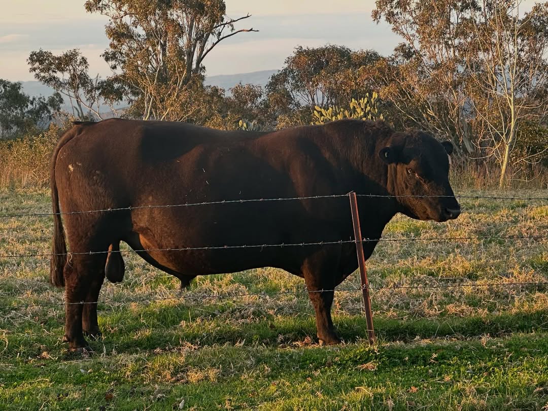 angus bull in the pasture land