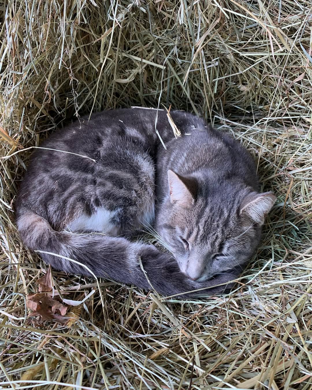 barn cat sleeping