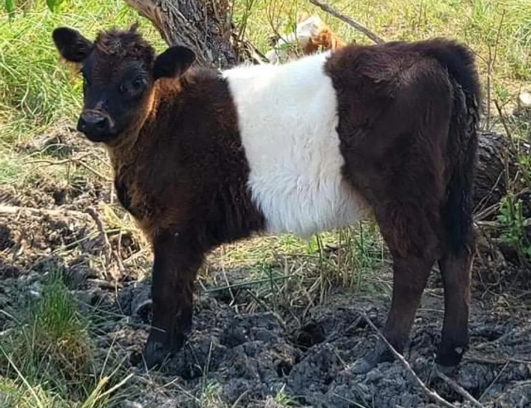 belted gallaway in the forage area