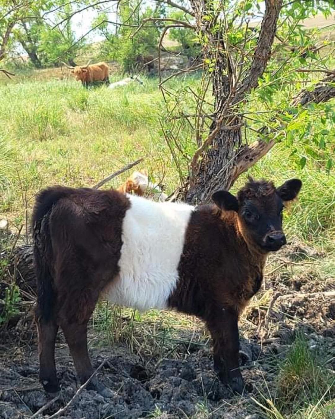 belted gallaway in the forage area