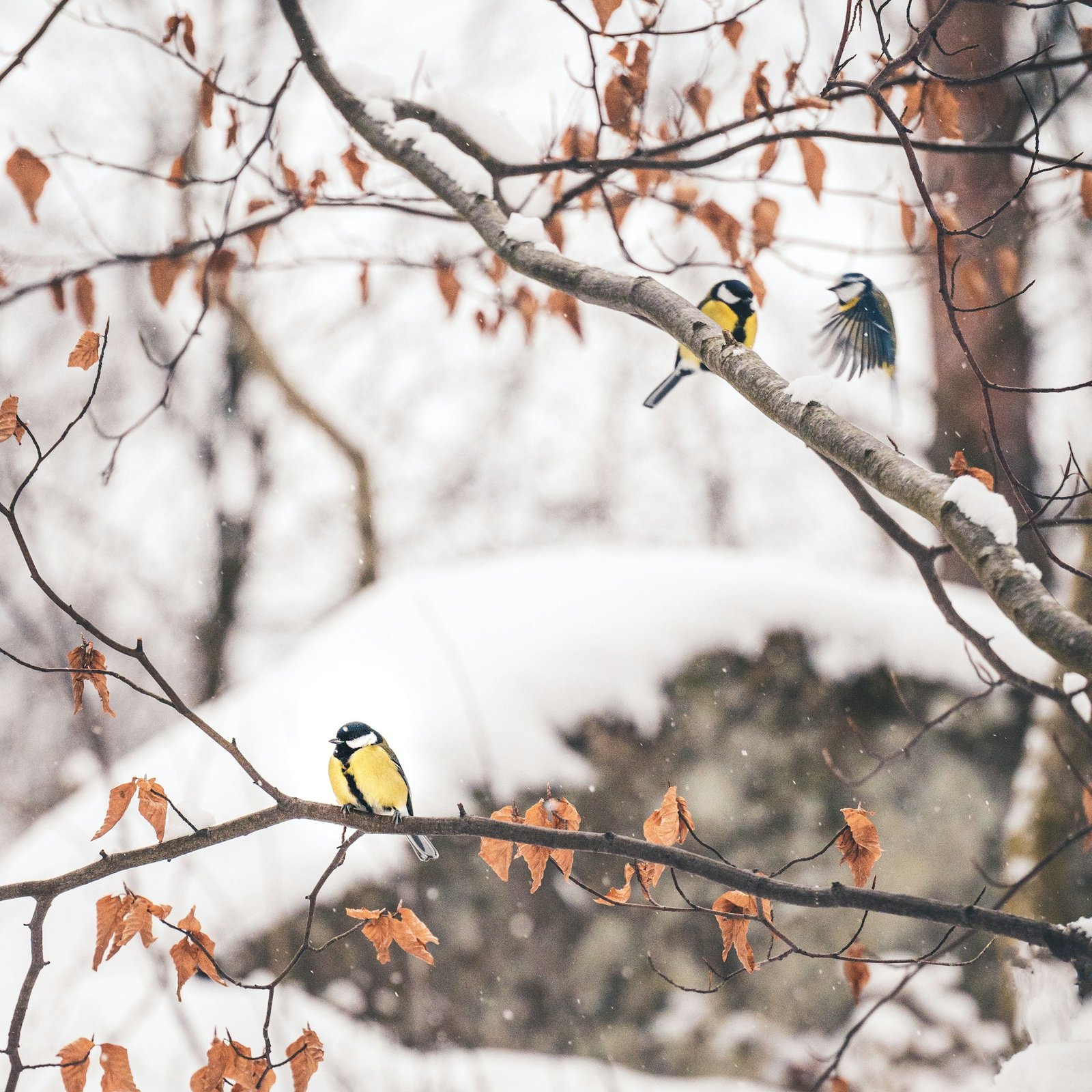 birding in winter