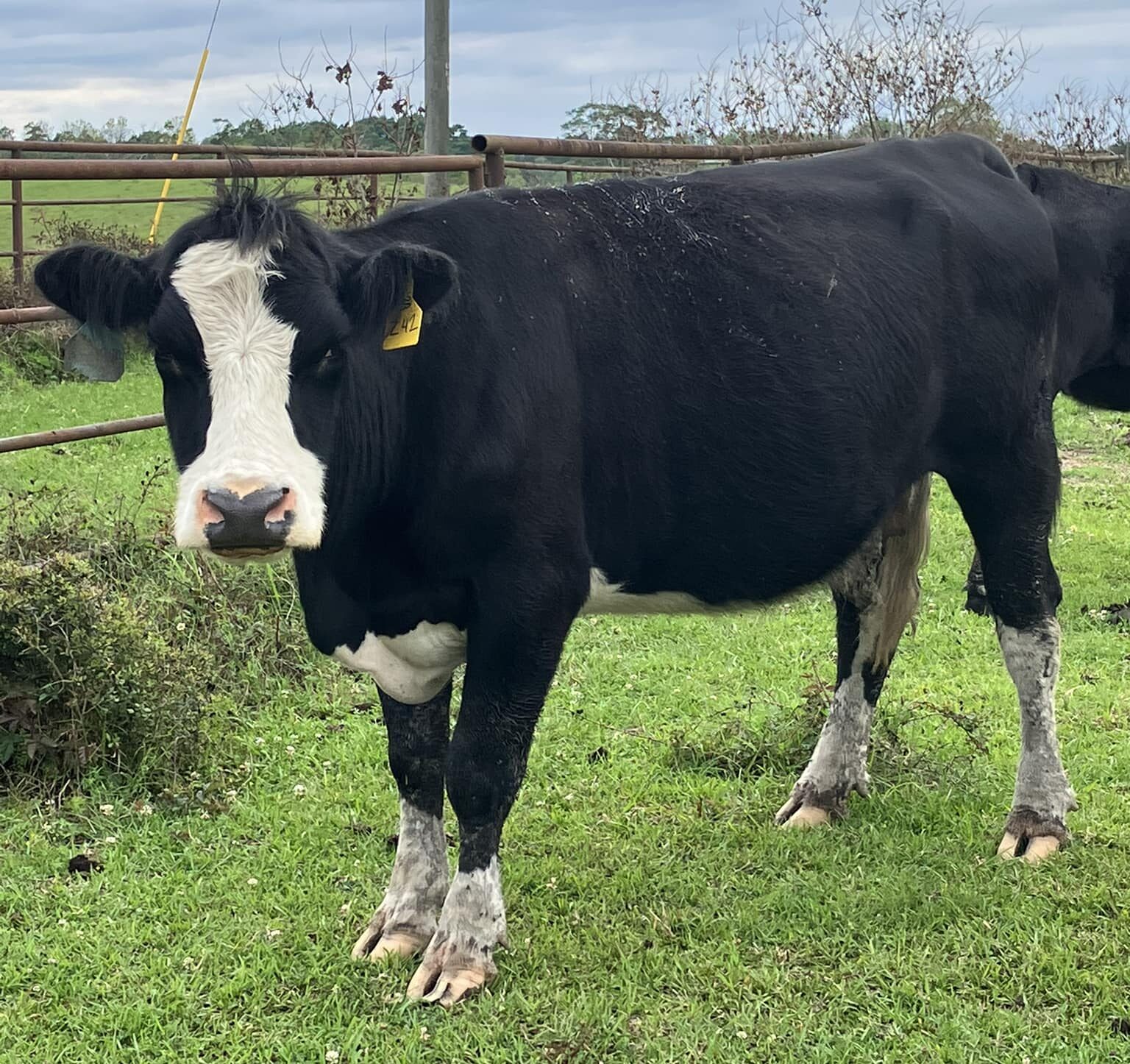 black Simmental cow