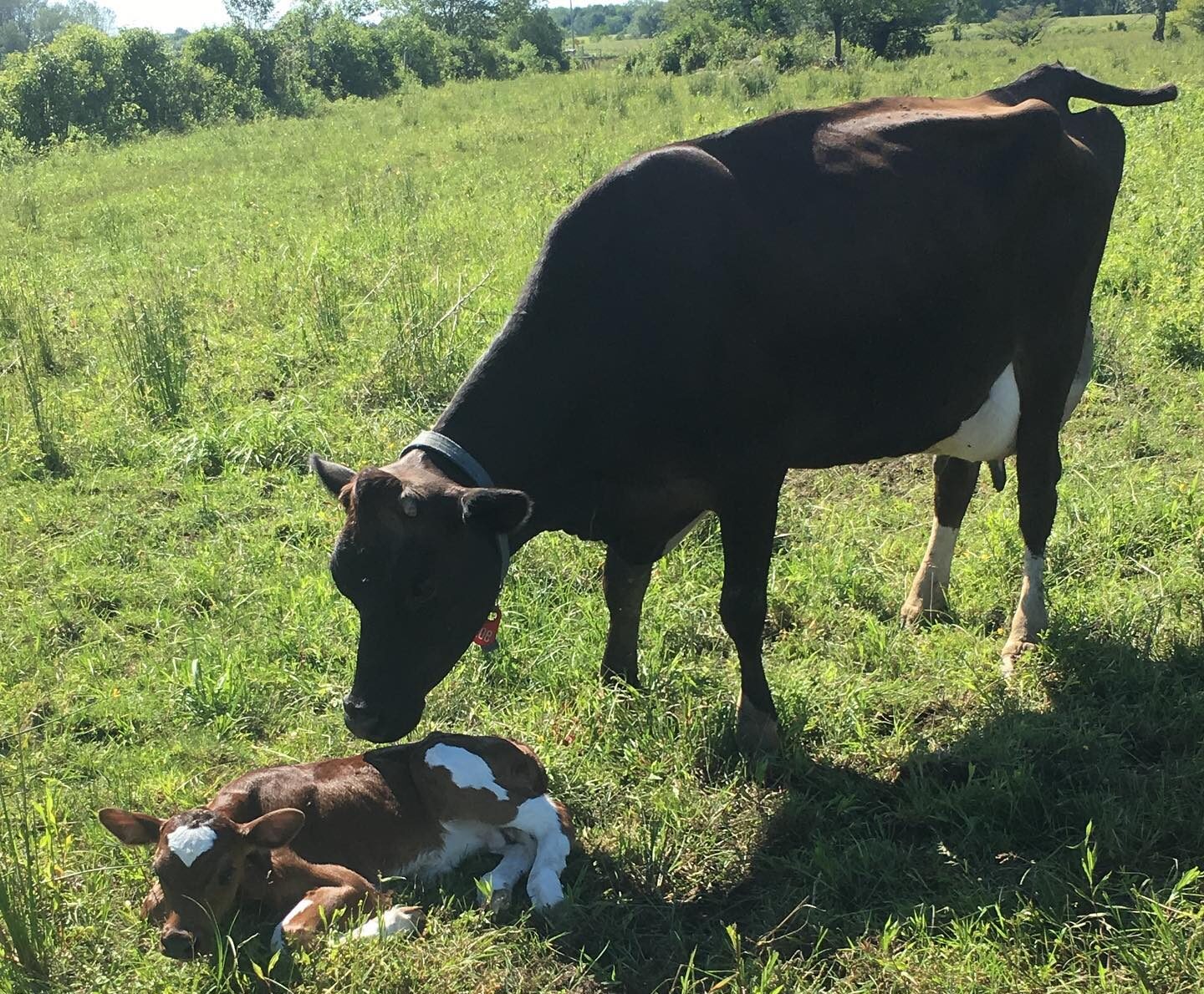 cow and calf on pasture land
