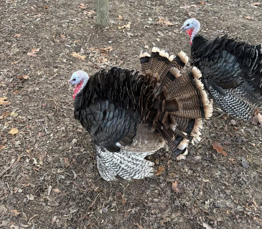 domestic turkeys outdoors