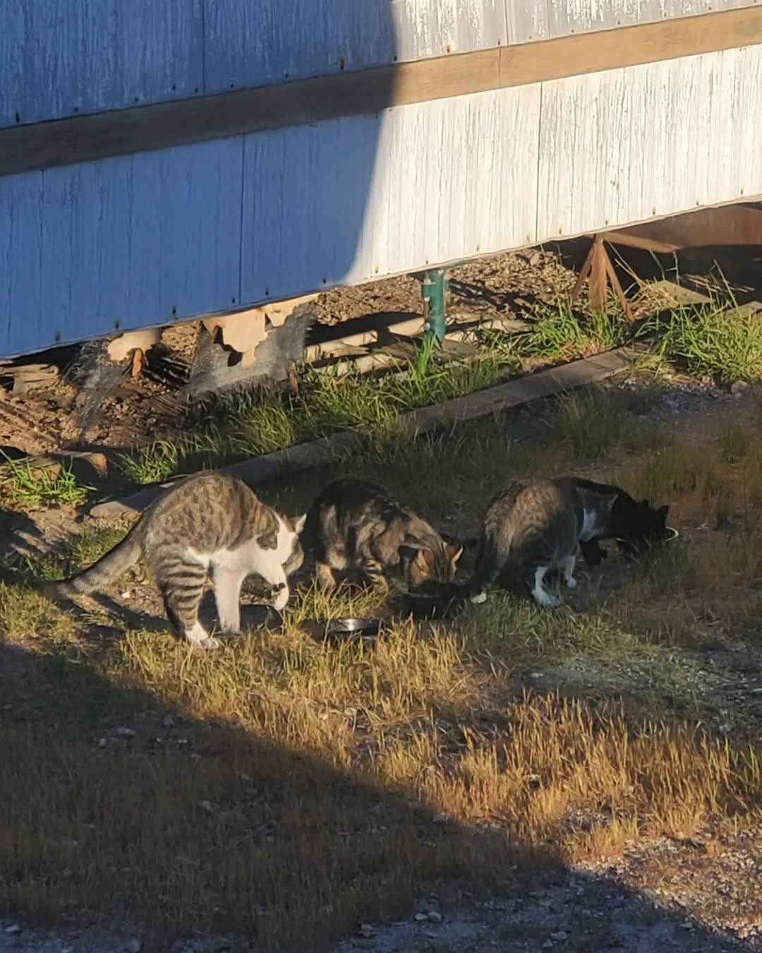 feeding barn cats