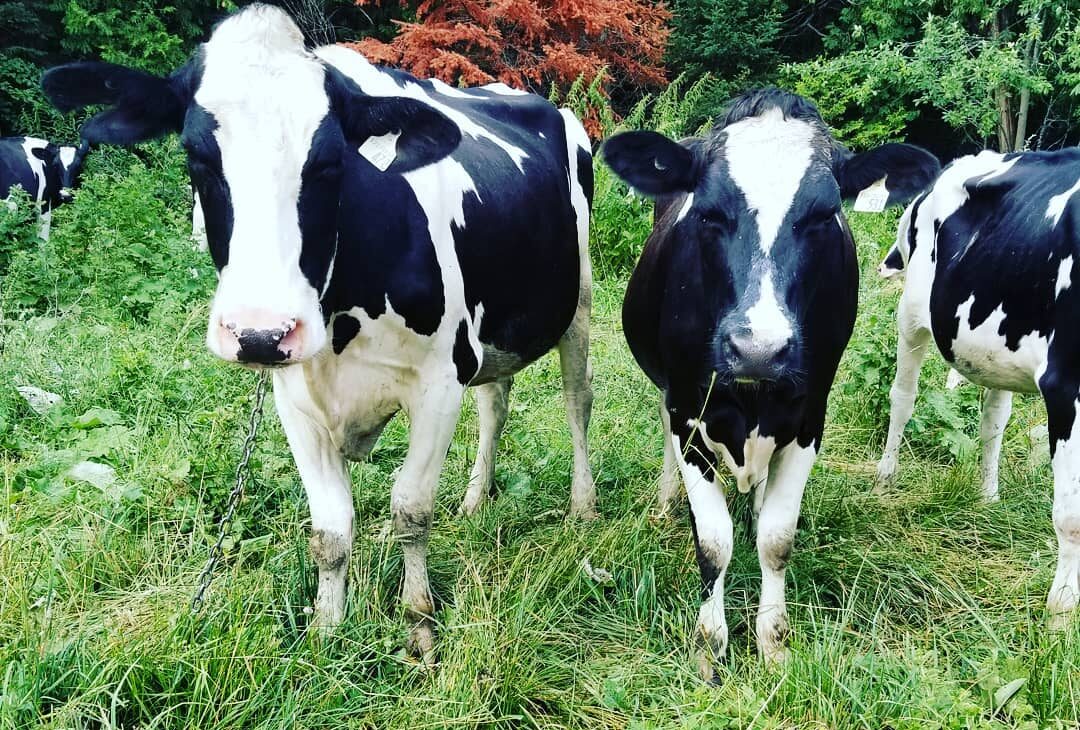group of cows on grassland