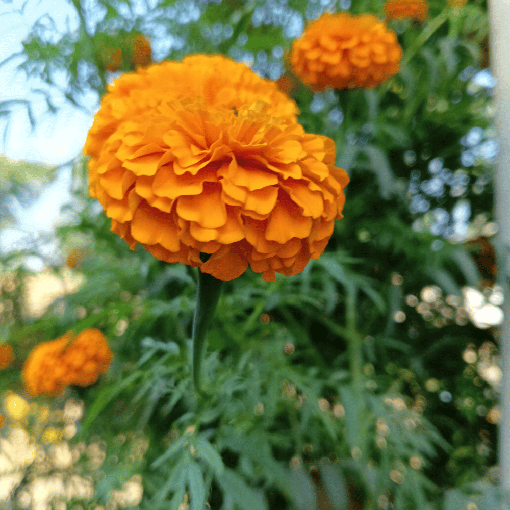 marigolds in spring