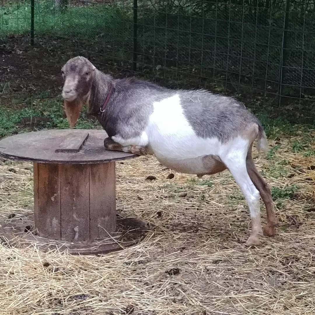 mini lamancha goat
