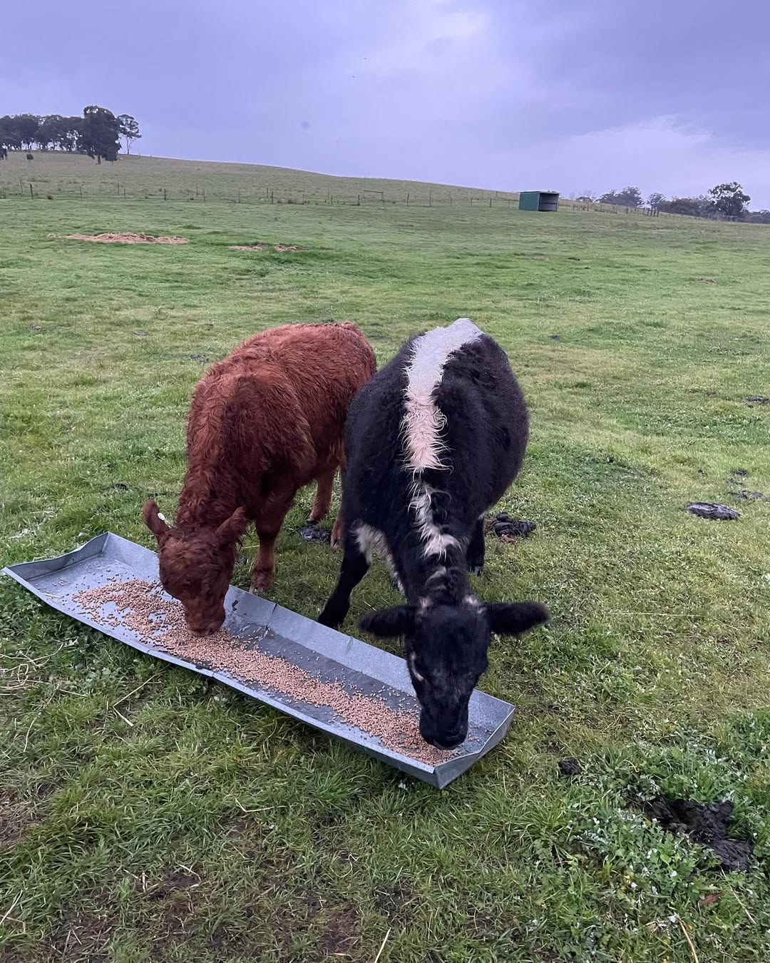 miniature cattle eating grains in feeder