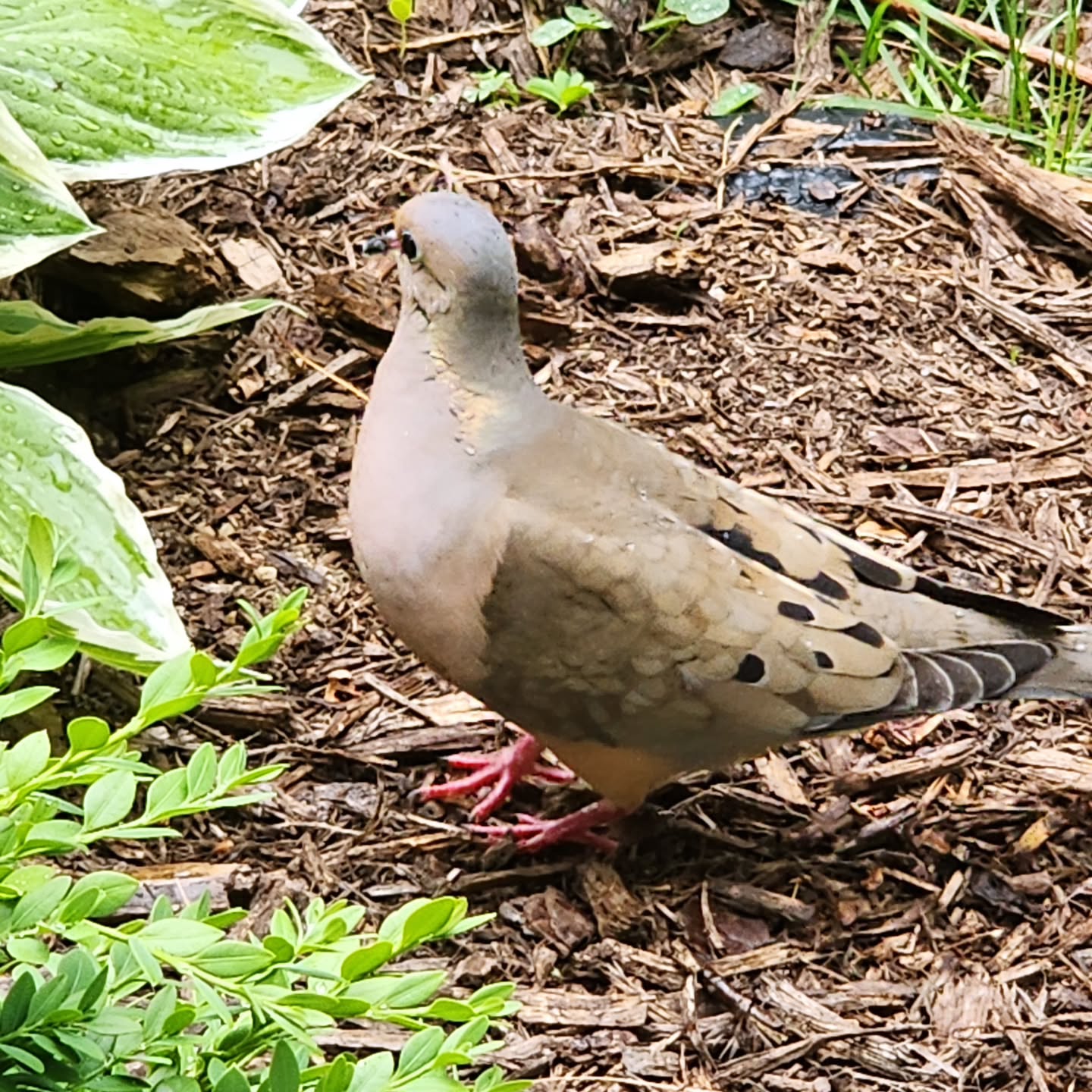 morning dove in garden