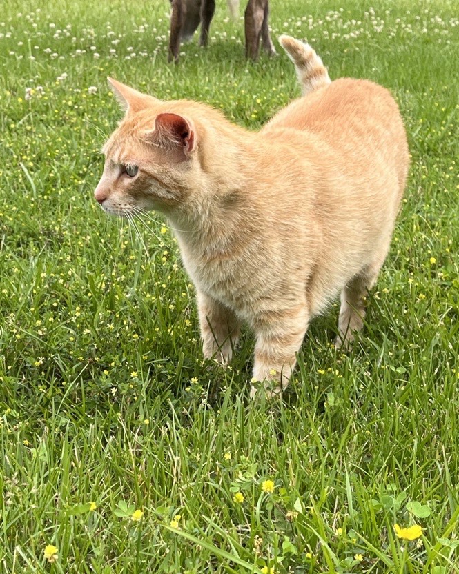 orange cat in the pasture