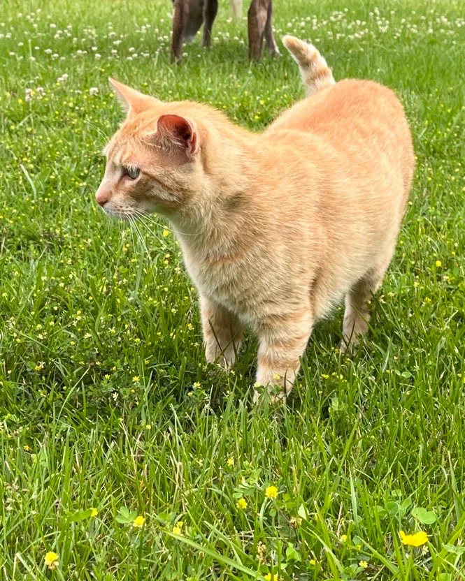 orange cat in the pasture