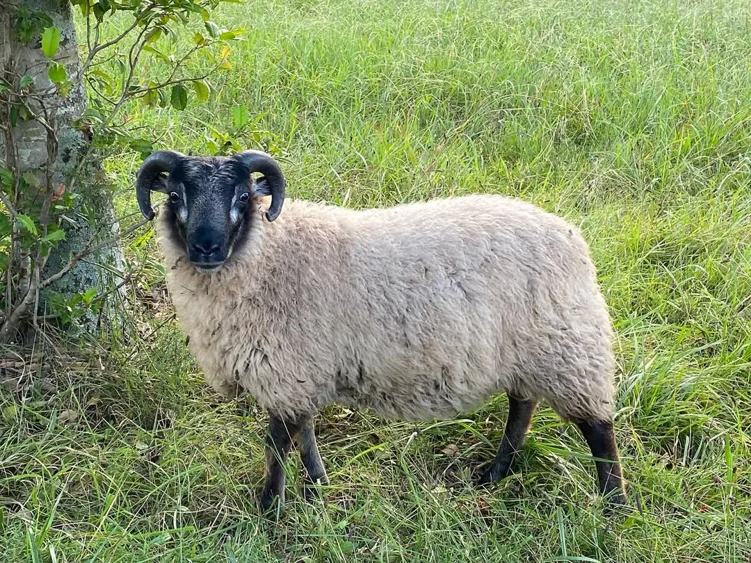shetland ram