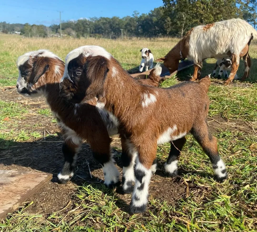 small goat mother and kids