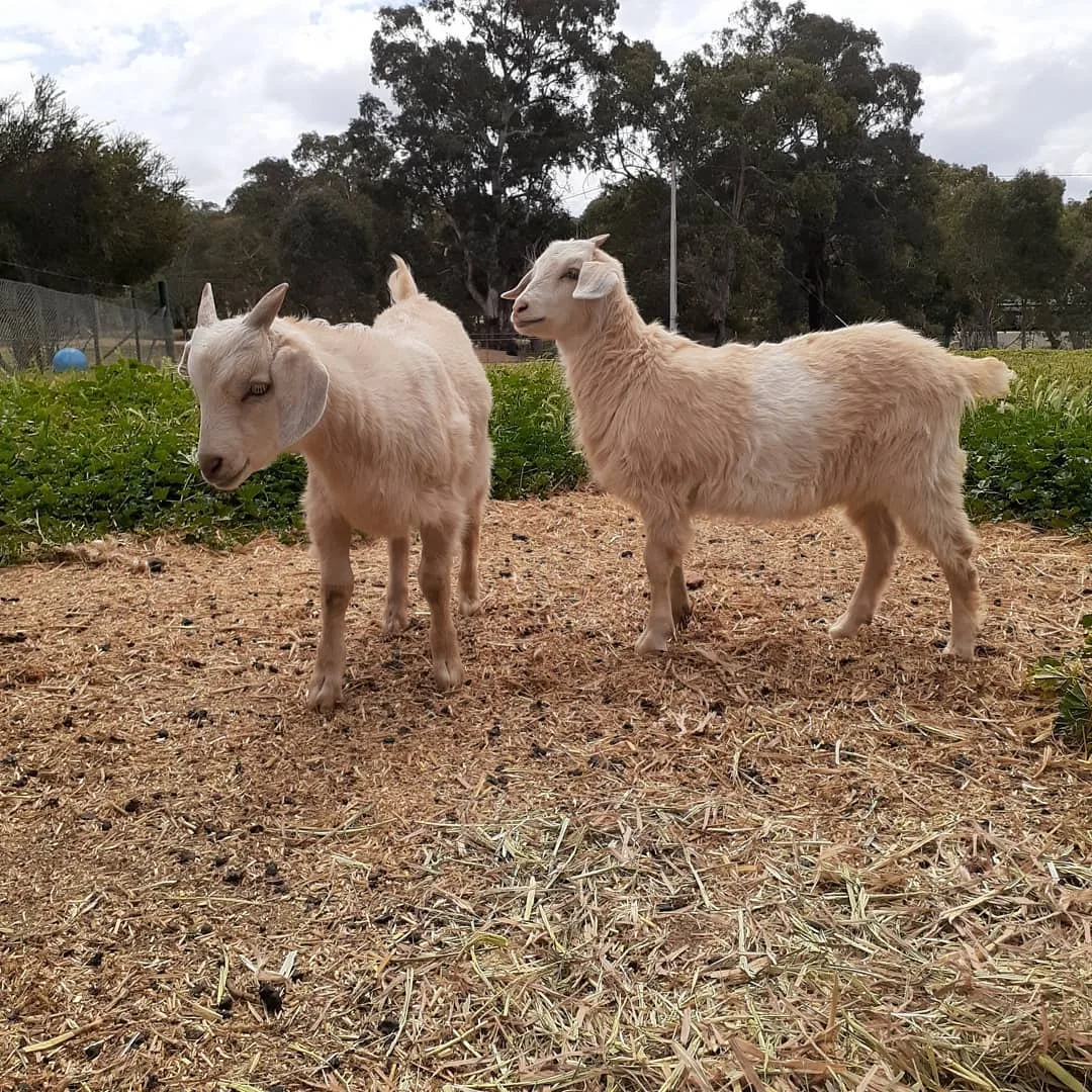small goats in backyard