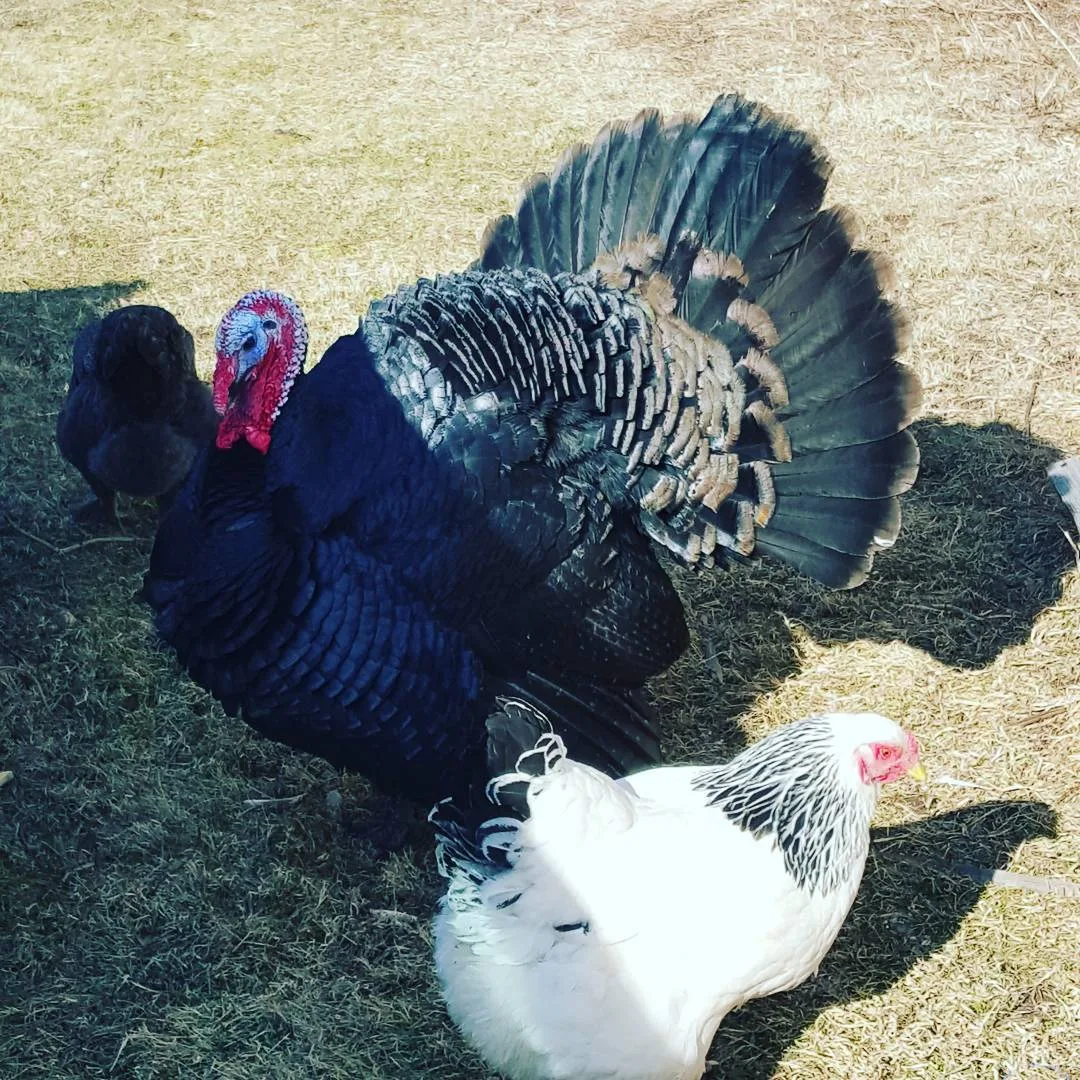 turkey and chicken together foraging outdoors