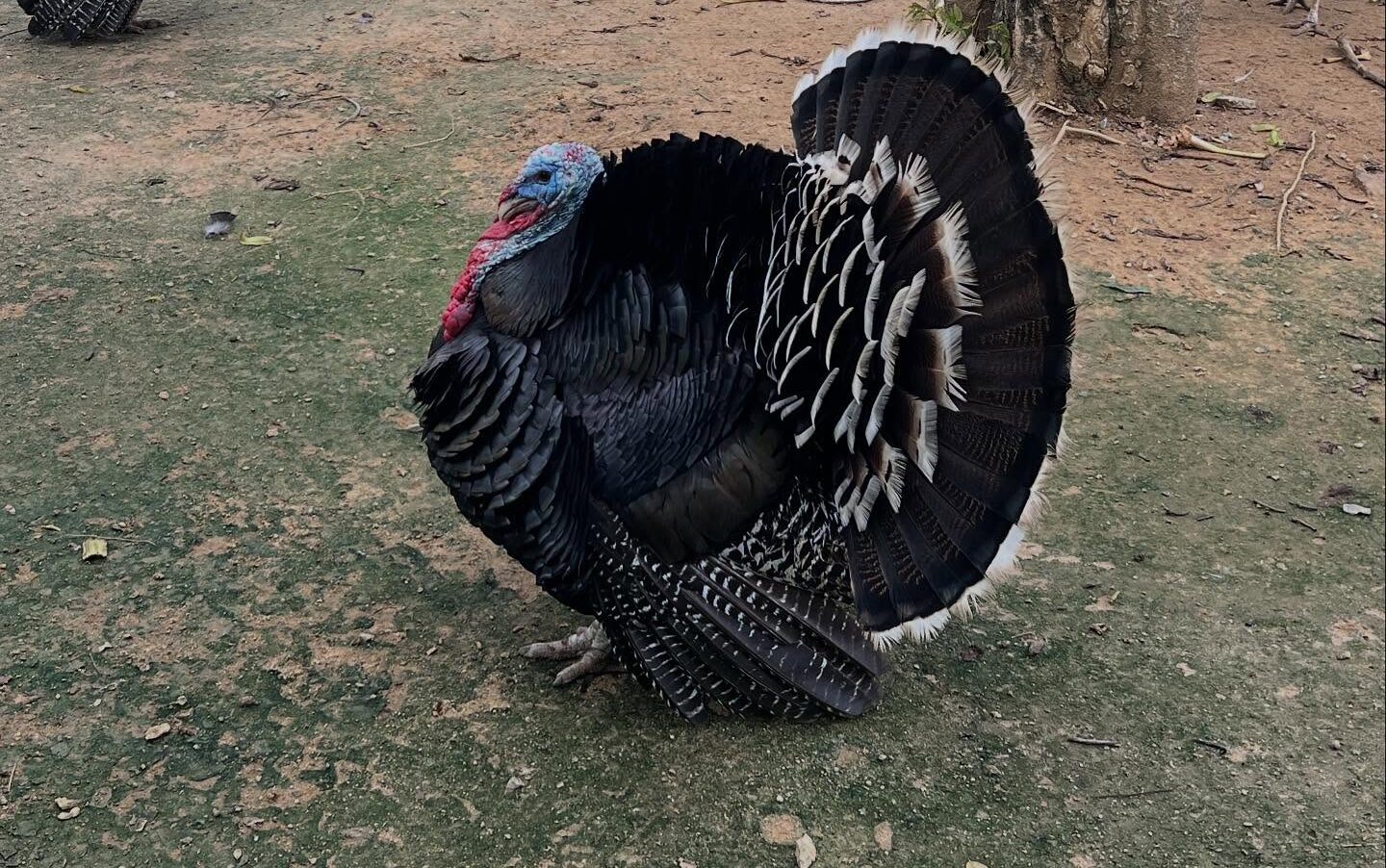 turkey on homestead