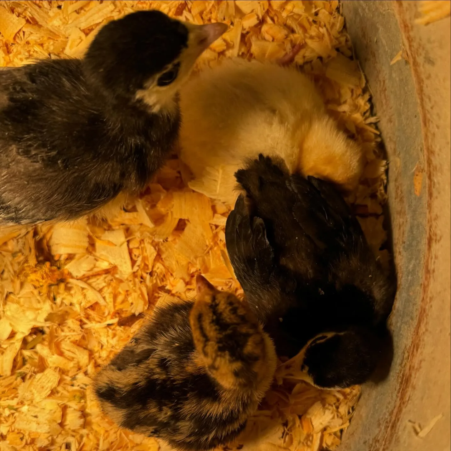 turkey poults in the brooder
