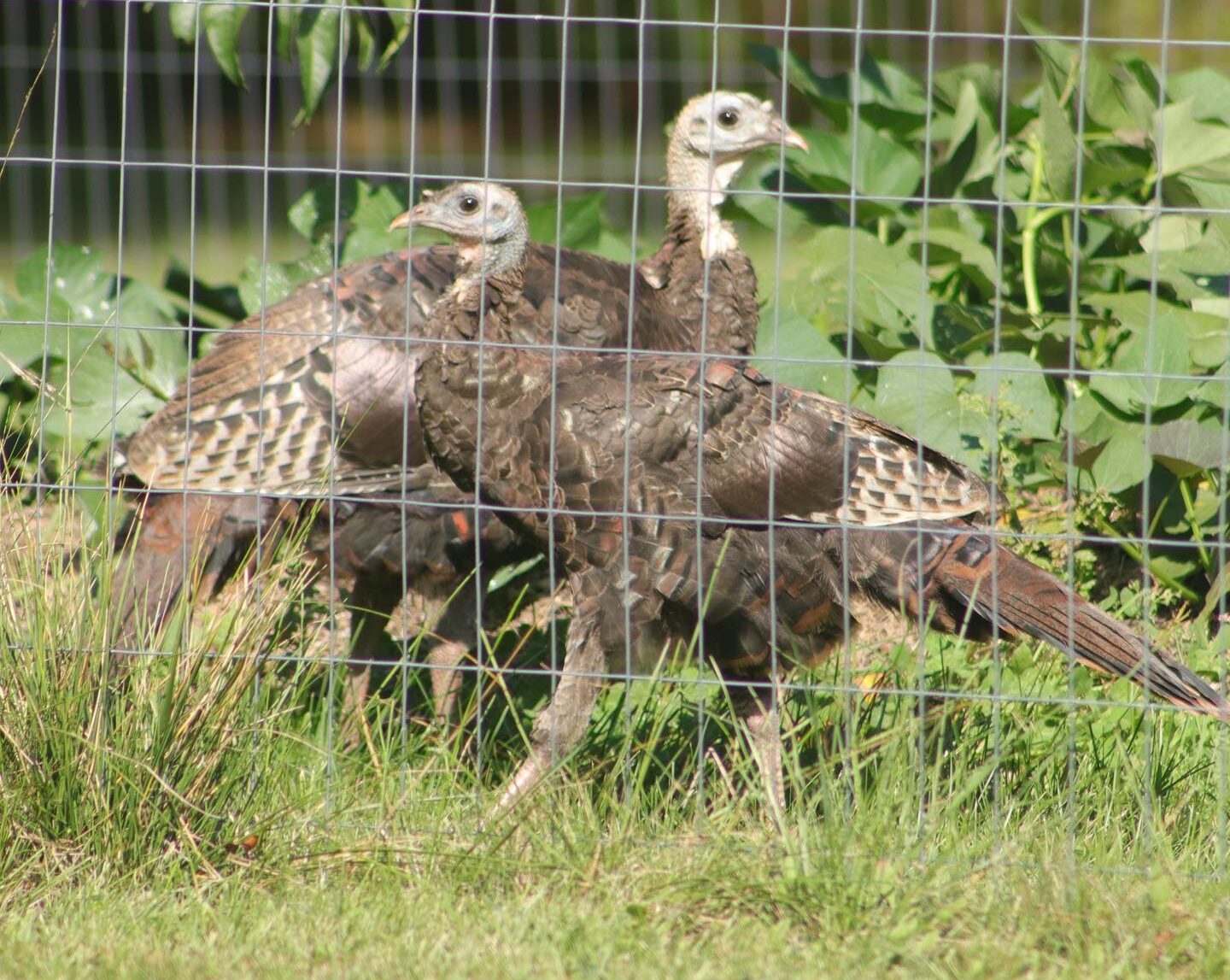 turkeys in the garden