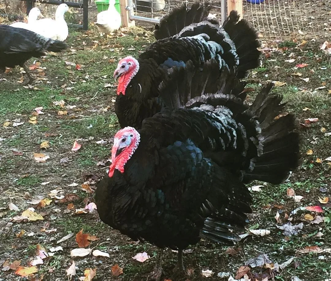 turkeys in the run