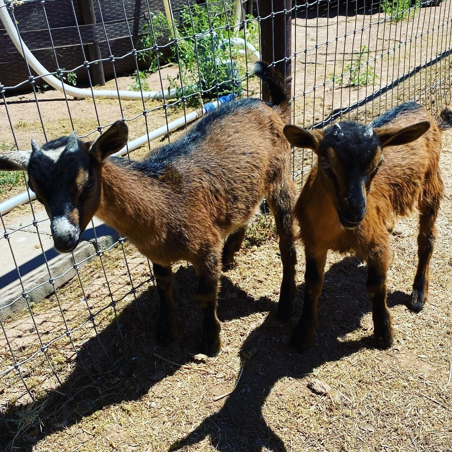two Mini Oberhasli goats