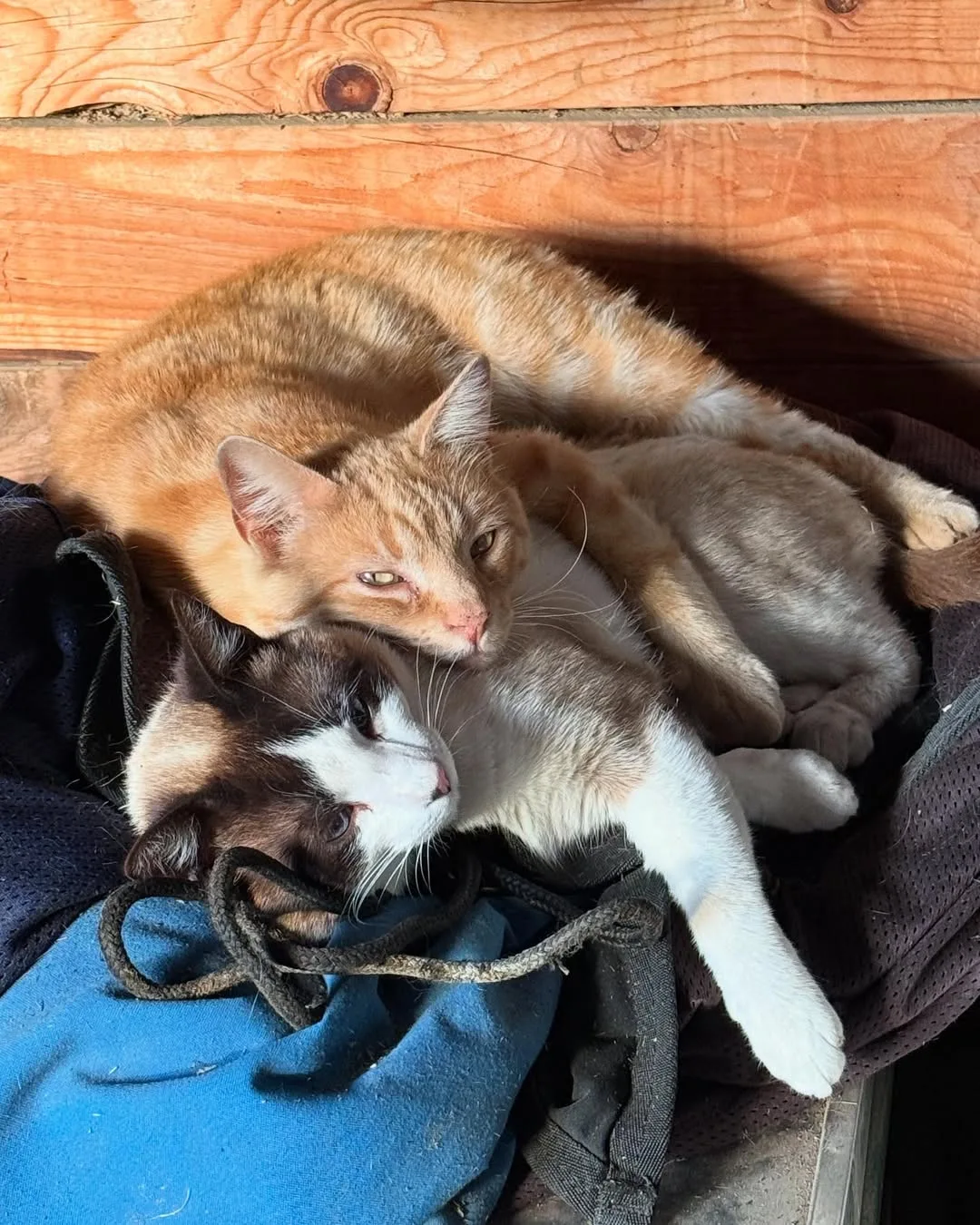 feeding barn cats