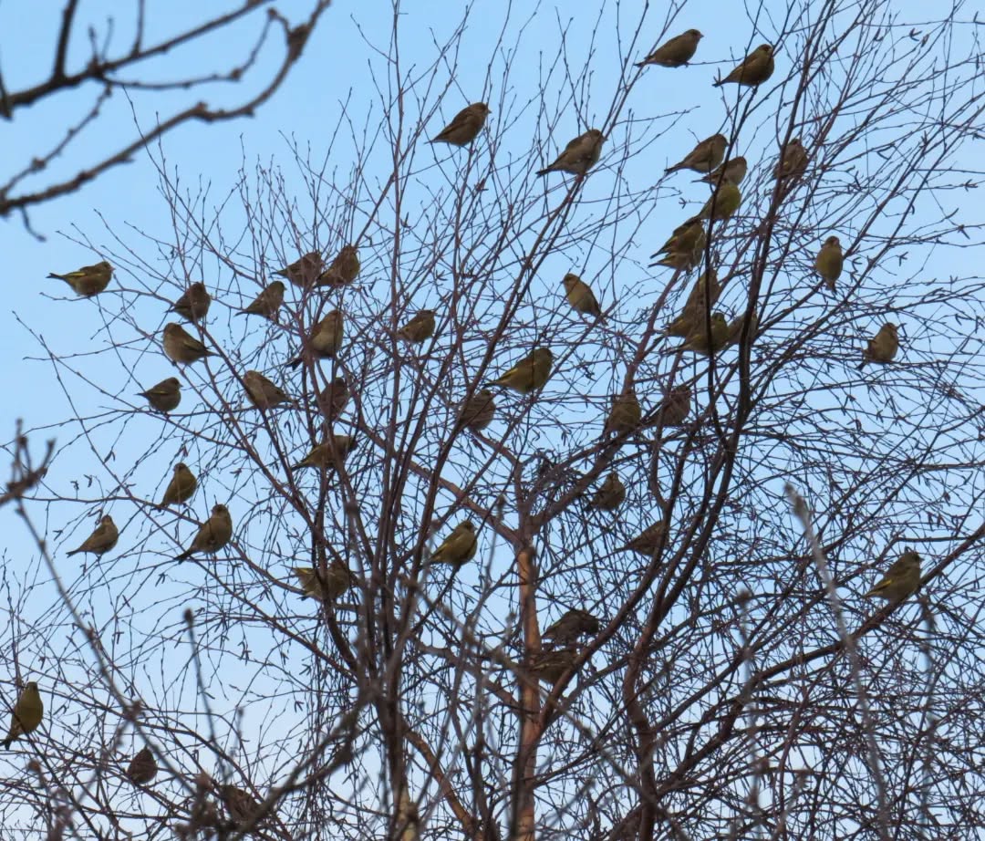 winter backyard birds