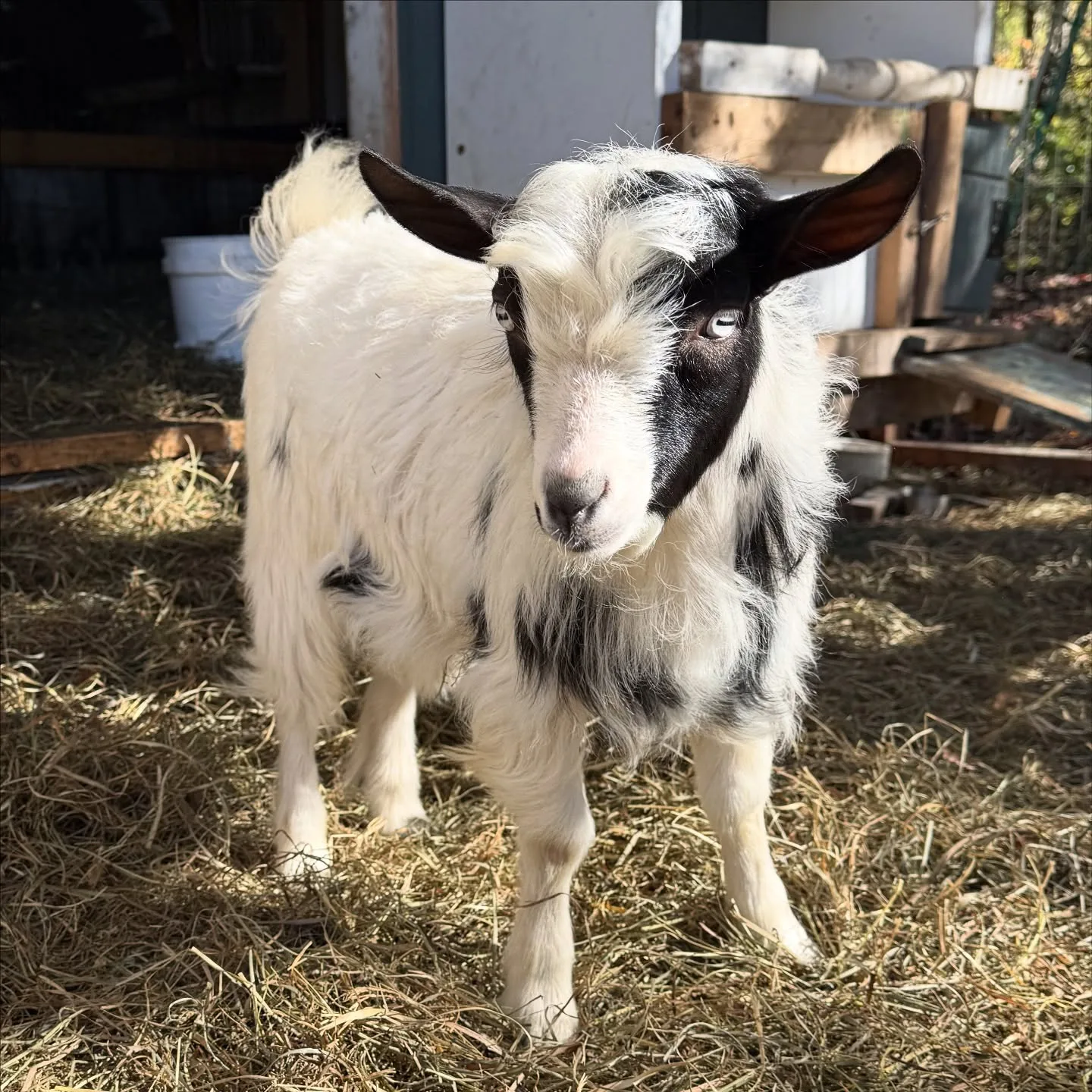 young Mini Silky Fainting Goat
