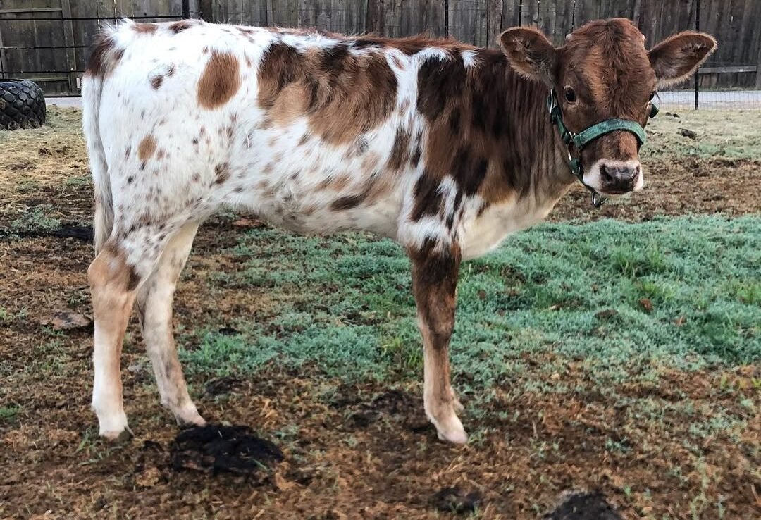 young Miniature Texas Longhorn cow
