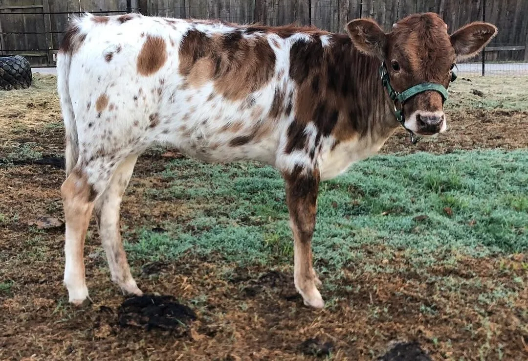 young Miniature Texas Longhorn cow