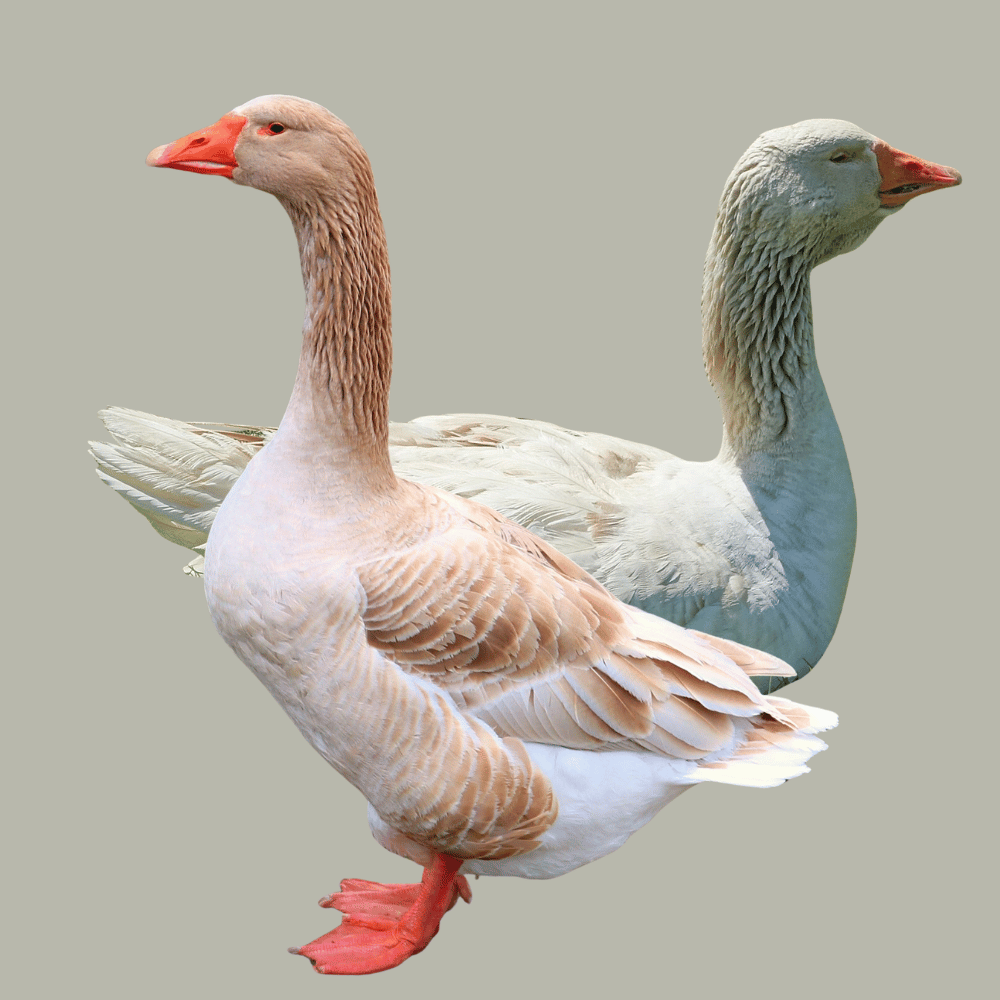 American Buff geese