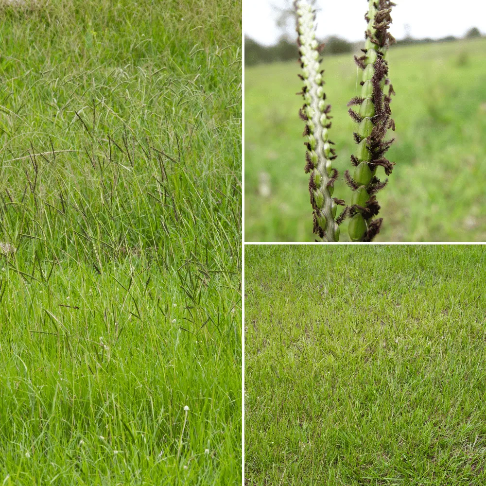 Bahiagrass