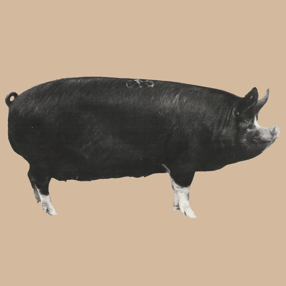 Berkshire Hog