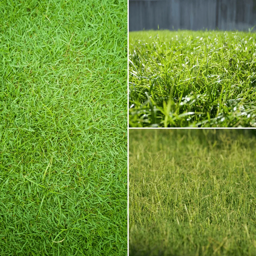 Bermuda Grass