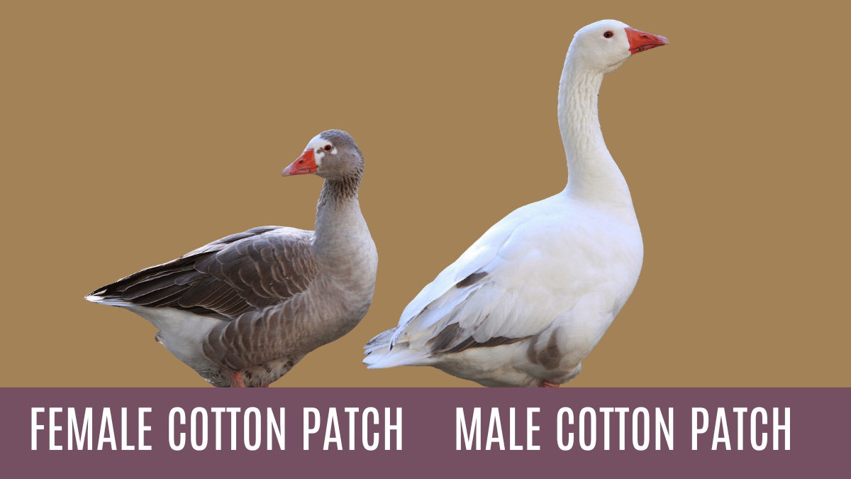 Cotton Patch Geese