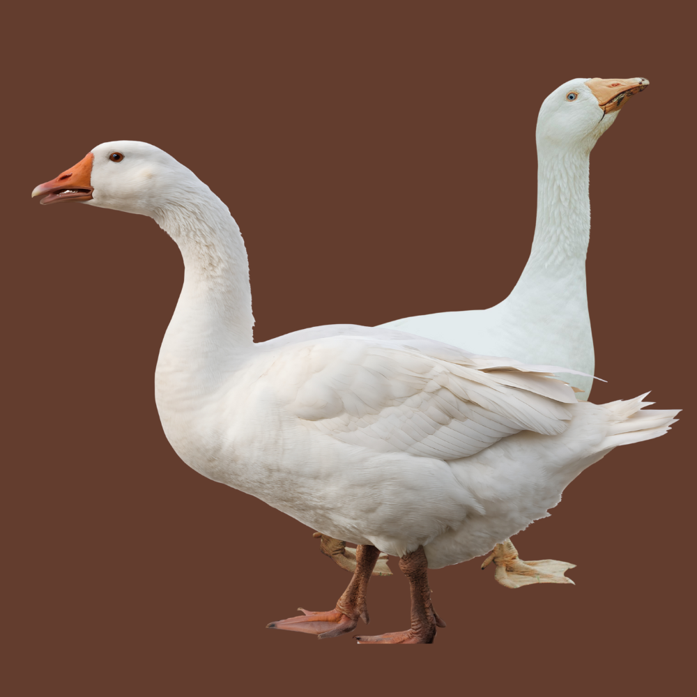 Embden Geese