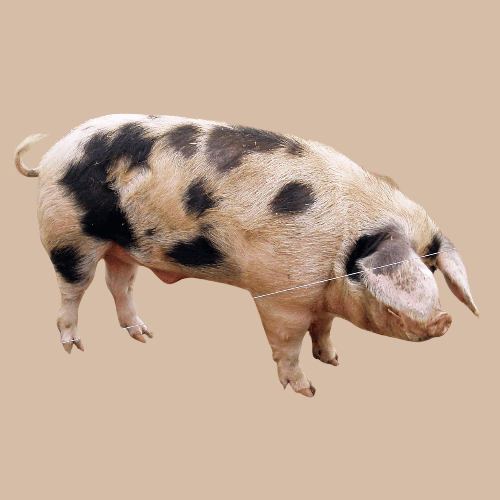 Gloucestershire Old Spots hog