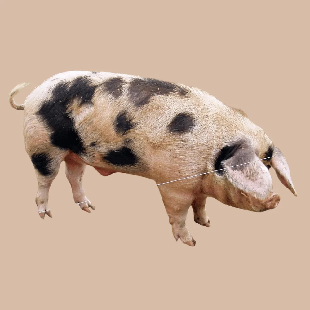 Gloucestershire Old Spots hog