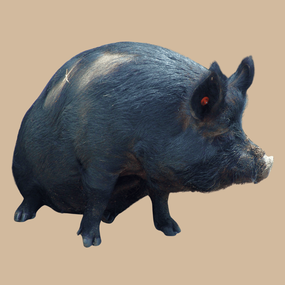 Guinea Hog