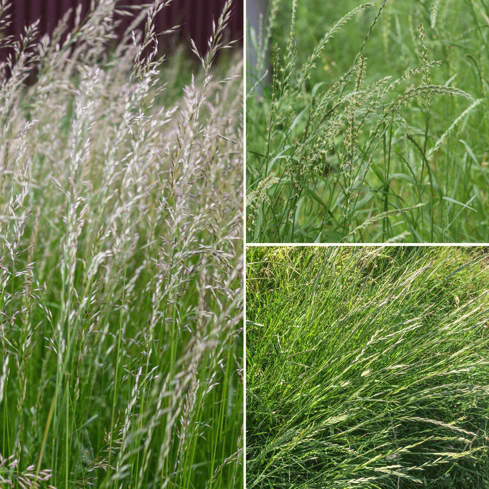Perennial Ryegrass
