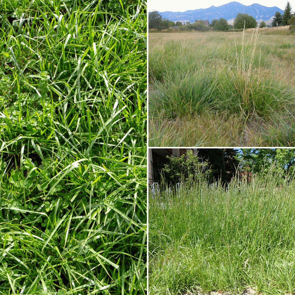 Tall Fescue