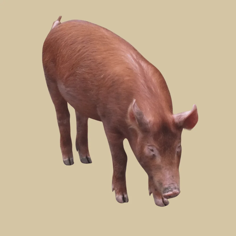 Tamworth Hog