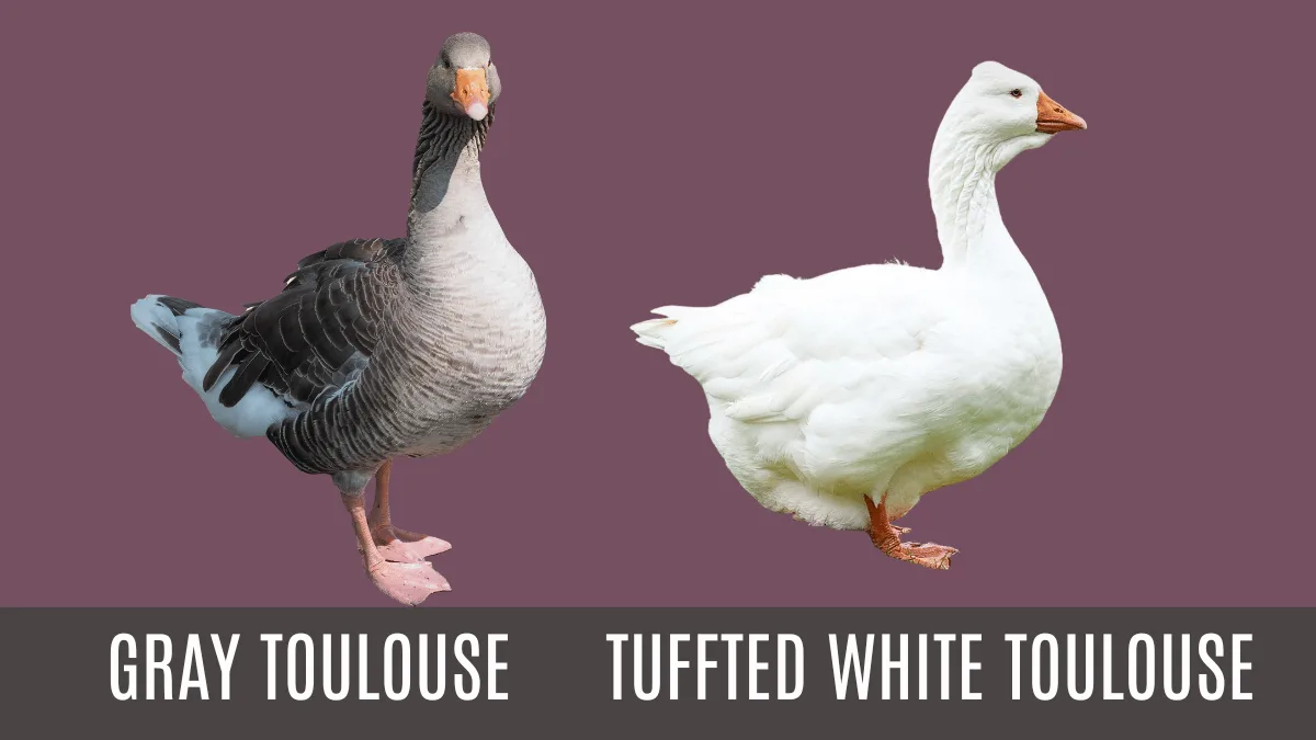 Toulouse geese with varieties