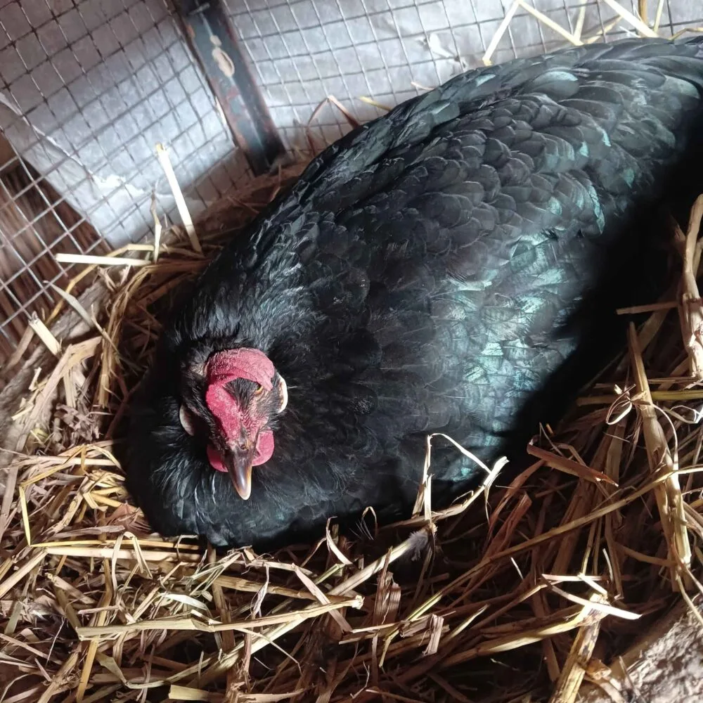 broody hen