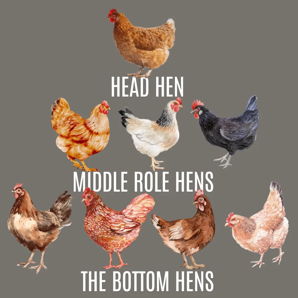 chicken pecking order