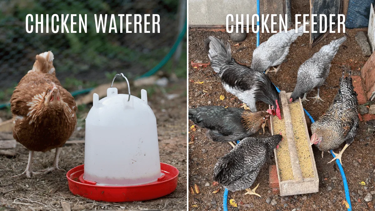 chicken waterer and feeder