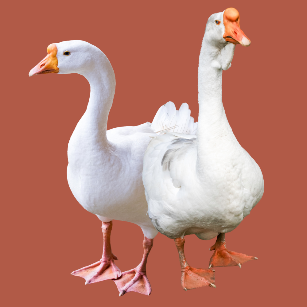 chinese geese