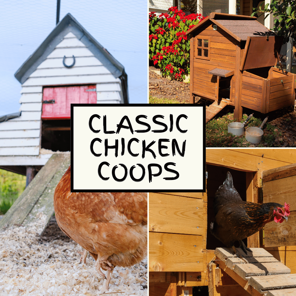 classic chicken coops